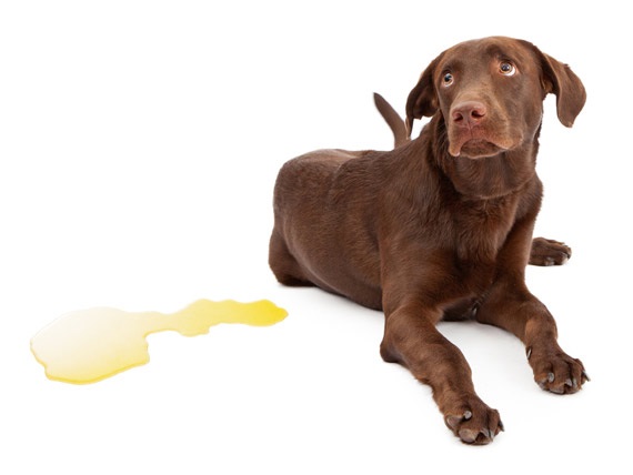 enseñar a tu perro a ir al baño