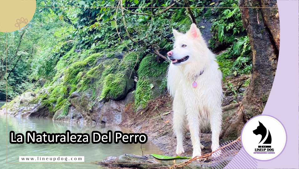 La naturaleza del perro
