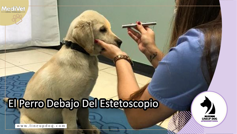 El perro debajo del estetoscopio