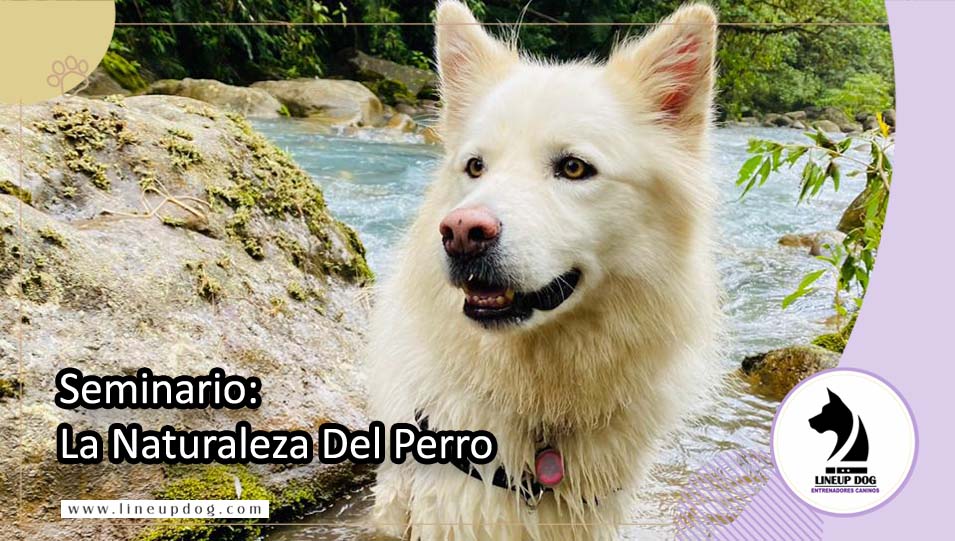 Seminario - La Naturaleza del perro