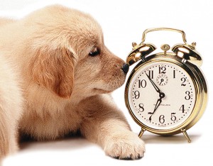 perro