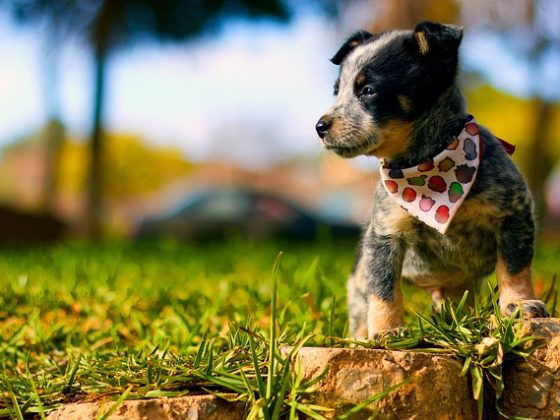 periodo de socializacion