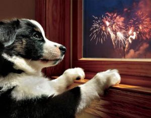 perros y fuegos artificiales