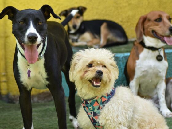 guarderia canina
