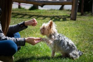 adiestramiento canino