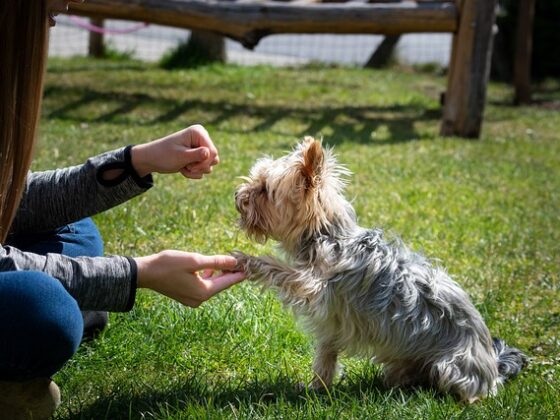 adiestramiento canino