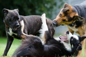 parques para perros