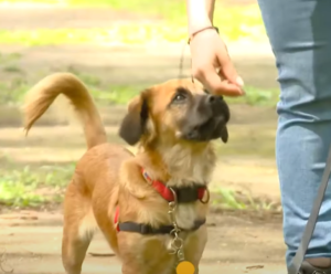 pasear a tu perro con correa