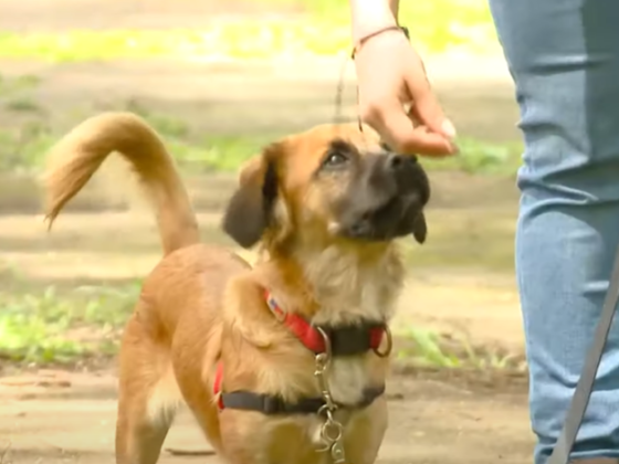 pasear a tu perro con correa